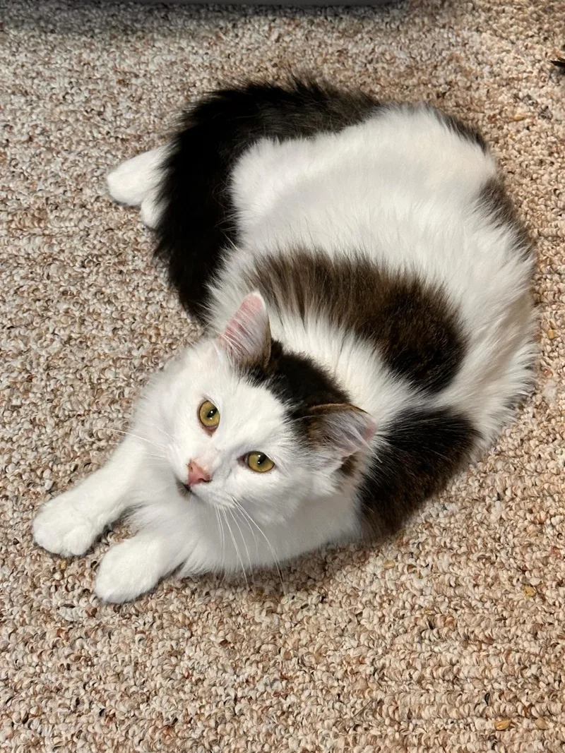 Toe Beans thumbnail 3