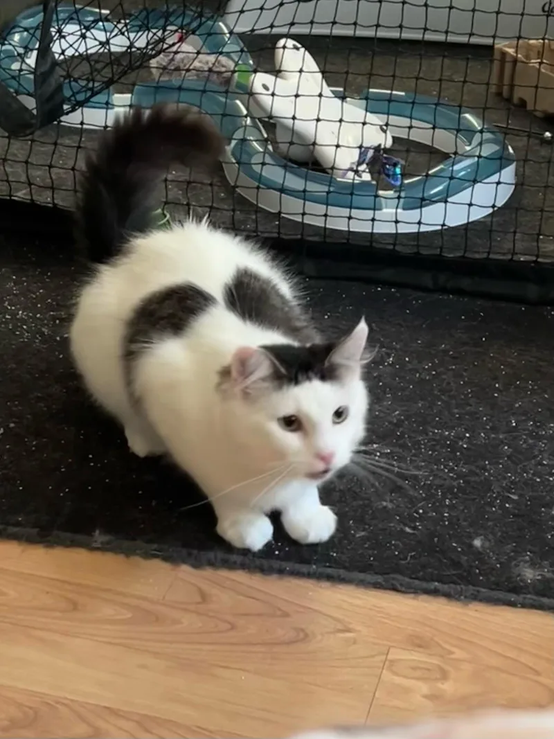 Toe Beans thumbnail 4
