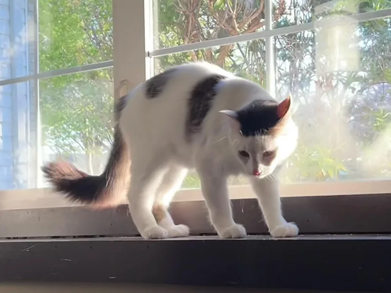 Toe Beans thumbnail 5