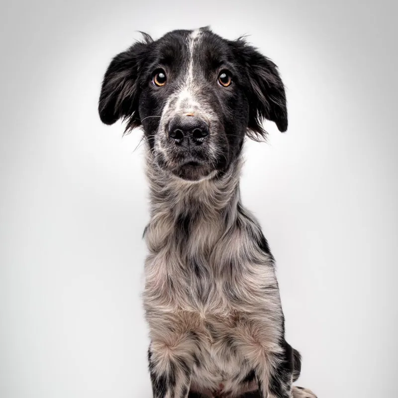 A baby medium-sized male Black Collie dog named Rocky for adoption in Sonoma, CA