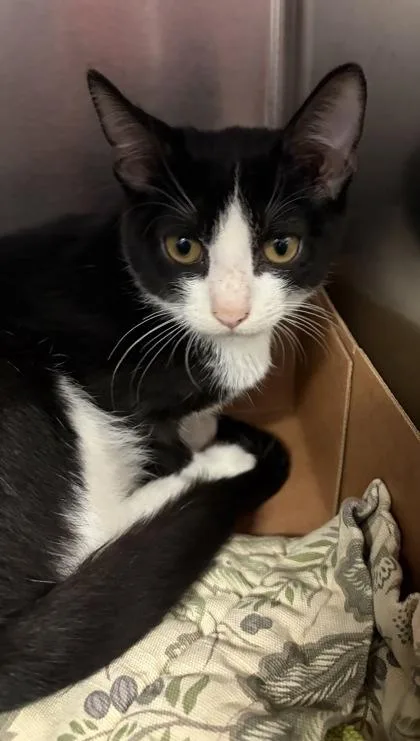 A baby small-sized female Domestic Short Hair cat named Wombat for adoption in West Chester, PA