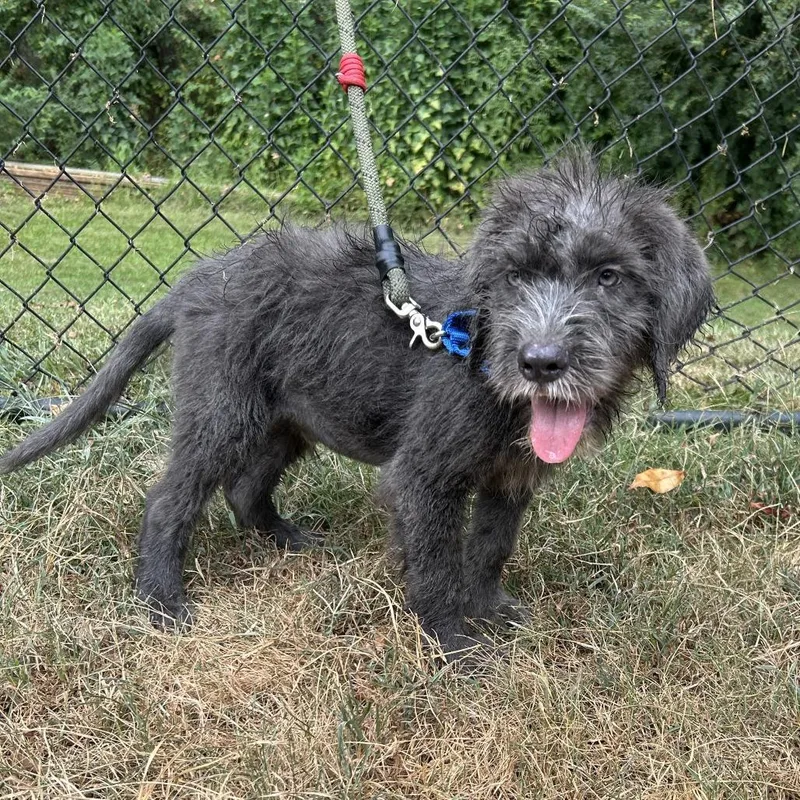 A baby small-sized male Gray / Blue / Silver Irish Wolfhound dog named Sir Dunkin for adoption in Cabot, AR