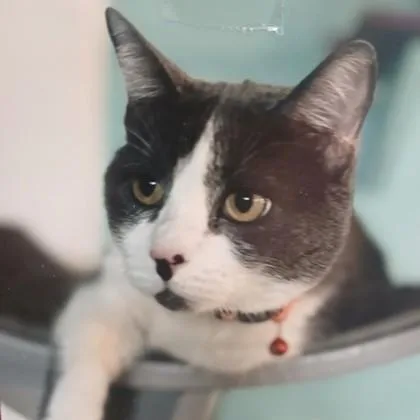 An adult large-sized male Gray & White Domestic Short Hair cat named Cloudy for adoption in Santa Cruz, CA