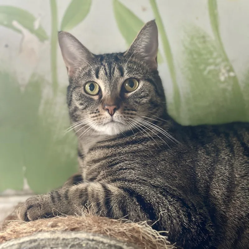 An adult medium-sized female Domestic Short Hair cat named Addison for adoption in Columbus, OH