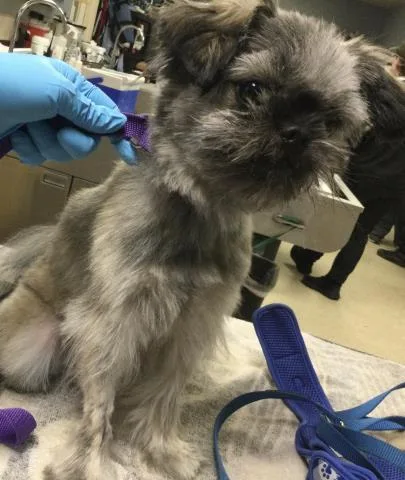 A young small-sized male Pomeranian dog named Rocket for adoption in Riverside, CA