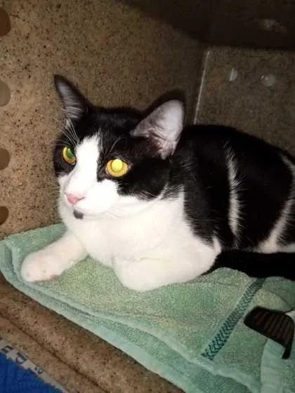 A young small-sized male Domestic Short Hair cat named Spot for adoption in Daytona Beach, FL