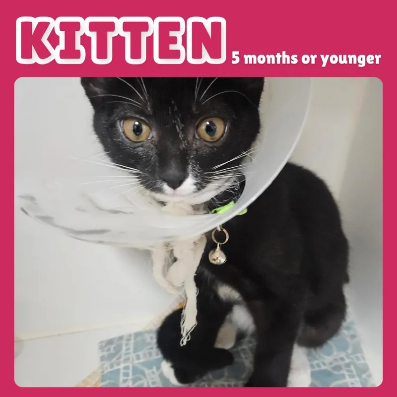A baby small-sized female Domestic Short Hair cat named Pluto for adoption in Gainesville, FL