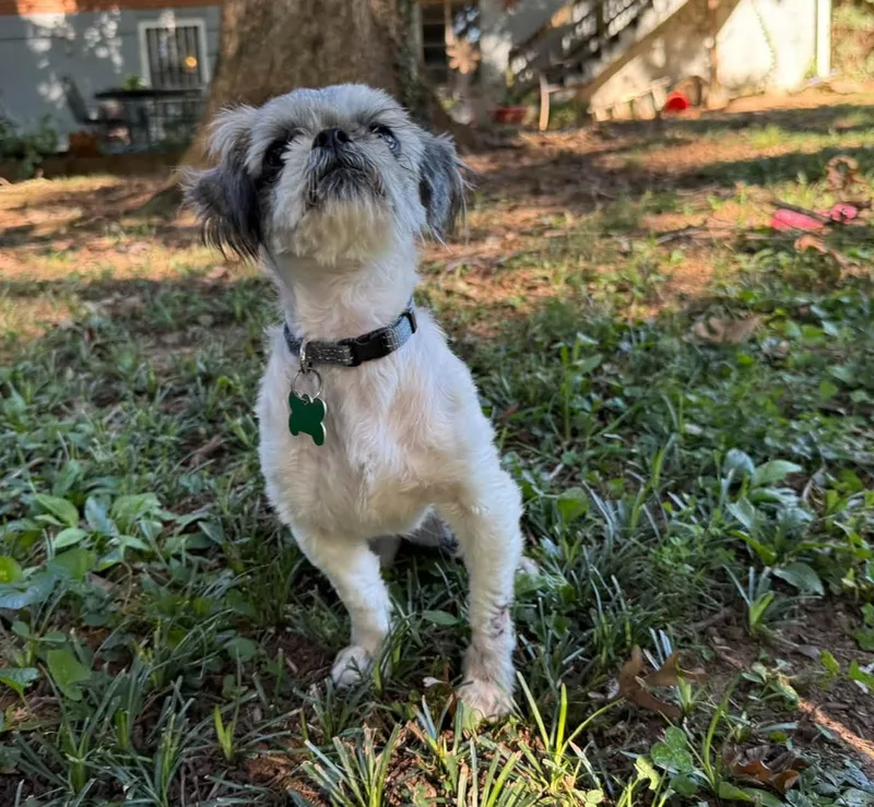 A young small-sized male Shih Tzu dog named Rudy for adoption in East Point, GA