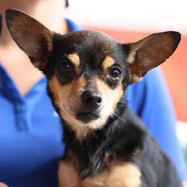 A senior small-sized female Chihuahua dog named Gabby for adoption in San Antonio, TX