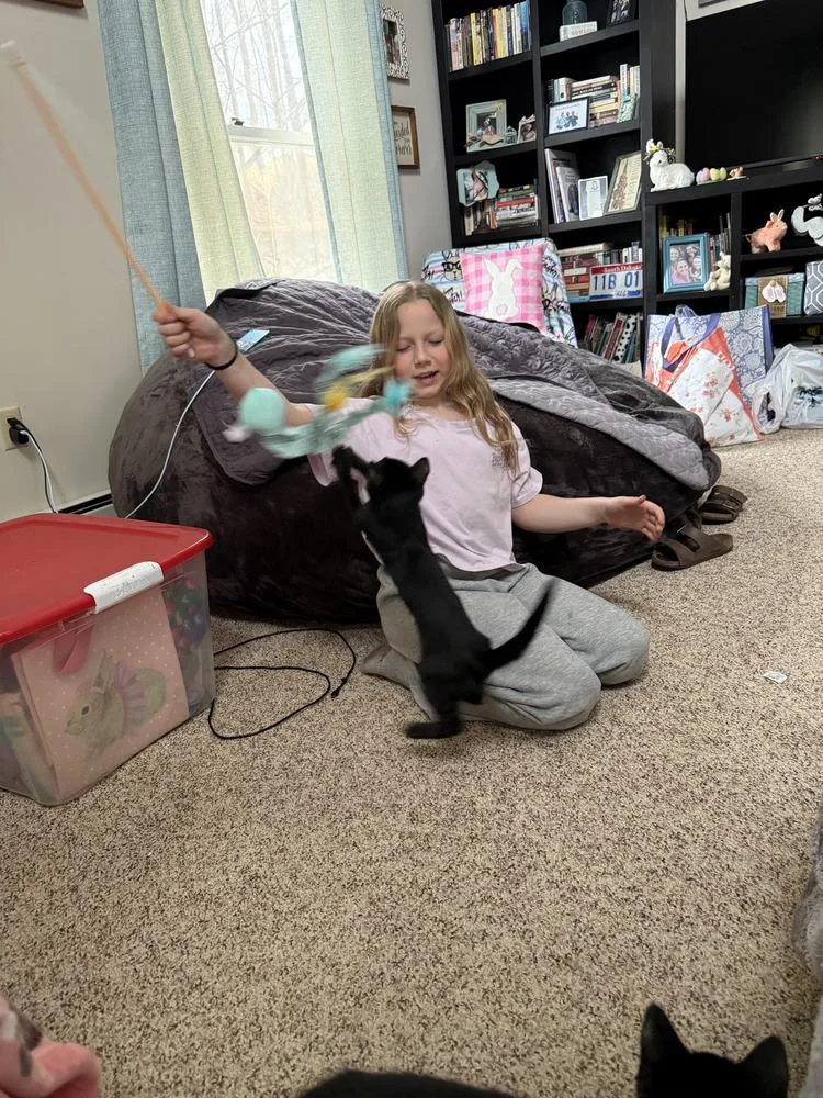 A baby small-sized female Black Domestic Short Hair cat named Sasha for adoption in Hudson, NH