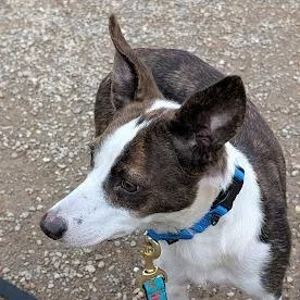 A young medium-sized female Brindle Dachshund dog named Amaya for adoption in Columbia Station, OH