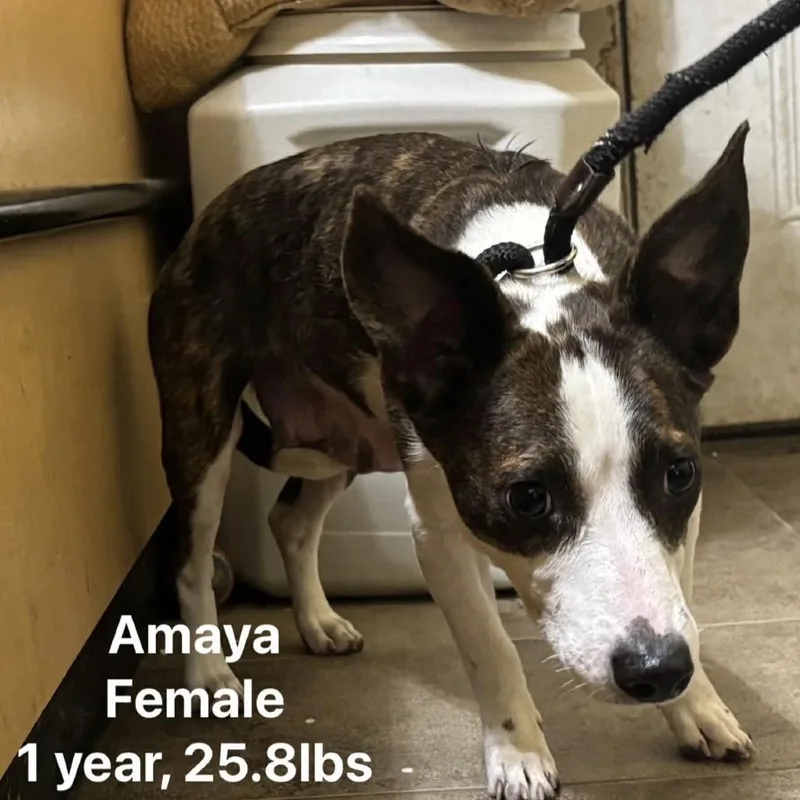 Amaya thumbnail 3
