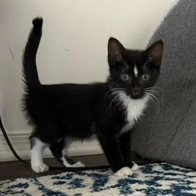 A baby medium-sized female Black & White / Tuxedo Domestic Short Hair cat named Yin for adoption in Lemoyne, PA