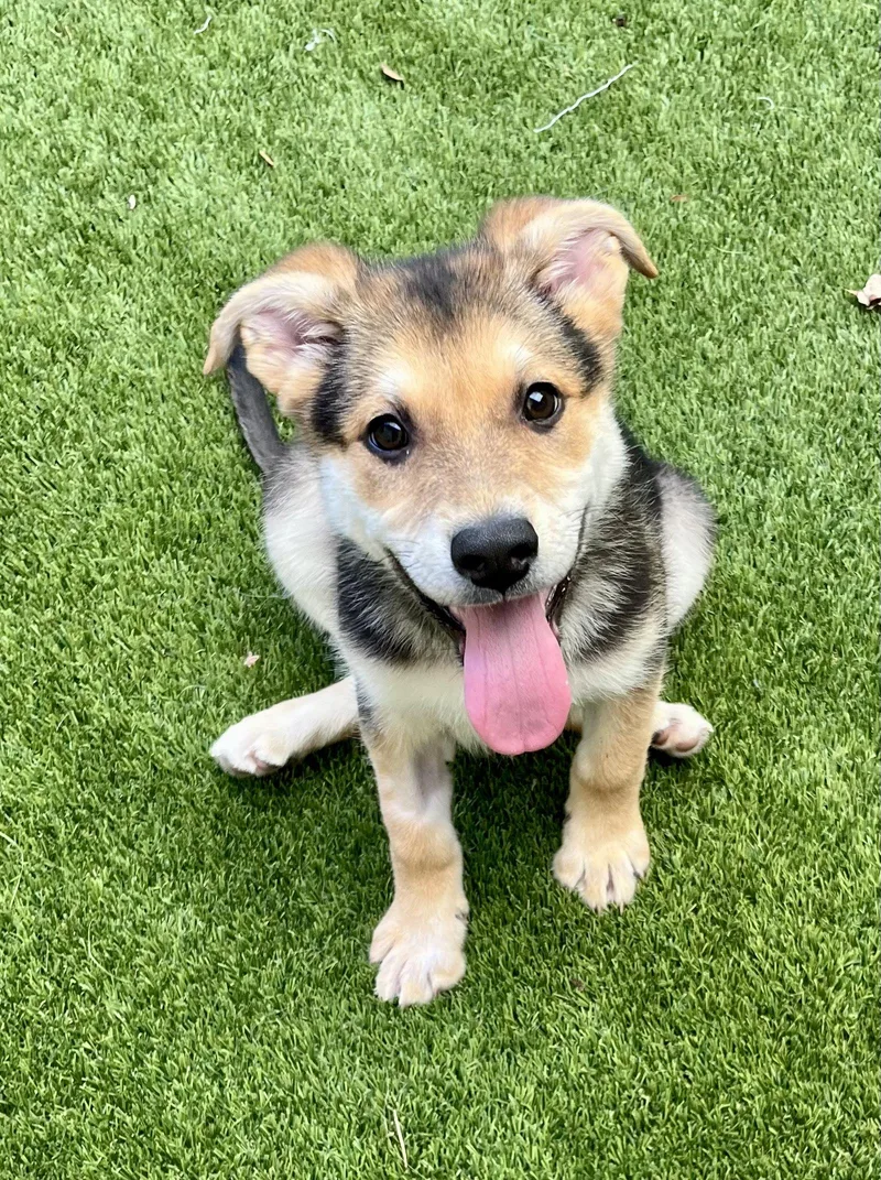A baby large-sized female Shepherd dog named Ashley for adoption in Mission Viejo, CA