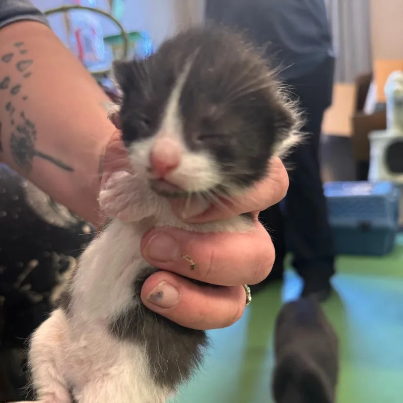 A baby small-sized male Black Domestic Short Hair cat named Nefario for adoption in South Haven, MI