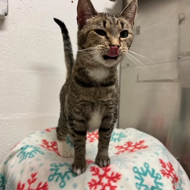An adult medium-sized female Domestic Short Hair cat named Scarlet for adoption in Stanley, VA