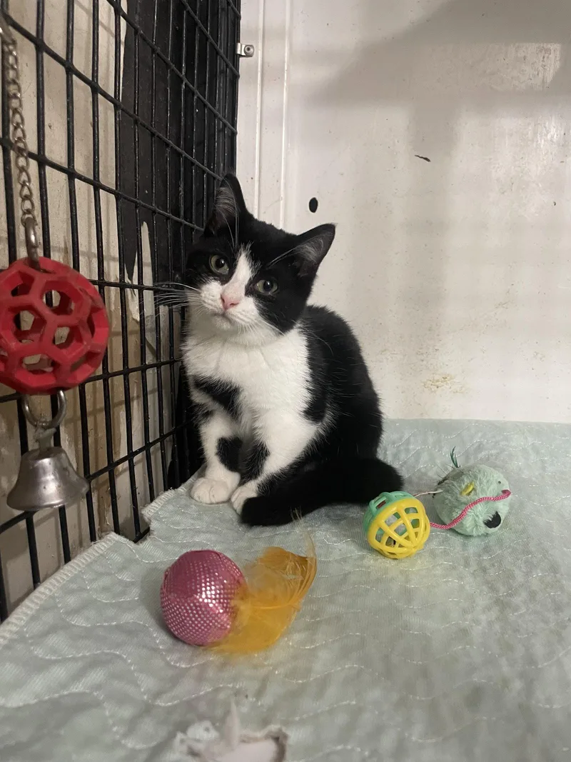 A baby small-sized male Munchkin cat named Munchy for adoption in Gun Barrel City, TX