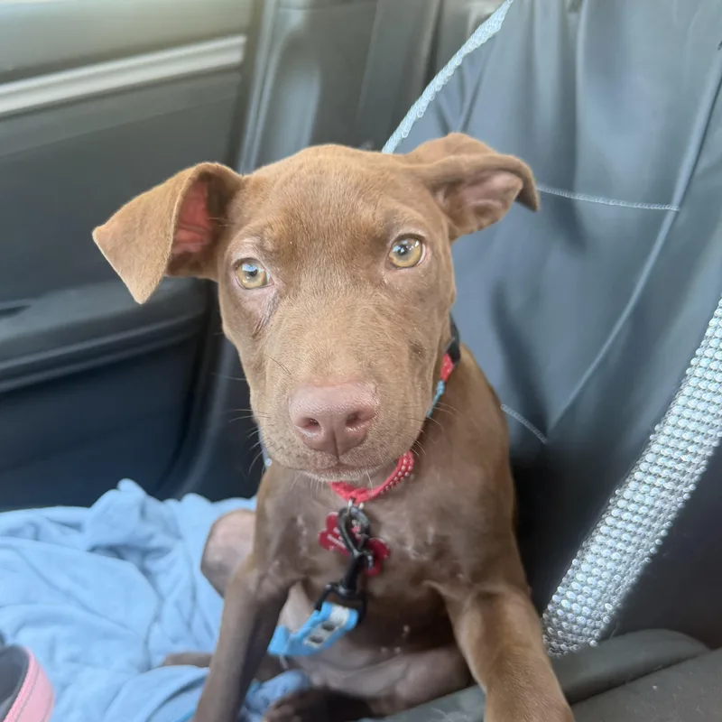 A baby medium-sized female Labrador Retriever dog named Khaleesi for adoption in Houston, TX