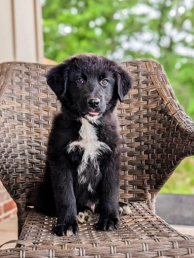 A baby large-sized male Retriever dog named Teddy Eb In Ms for adoption in Warwick, RI