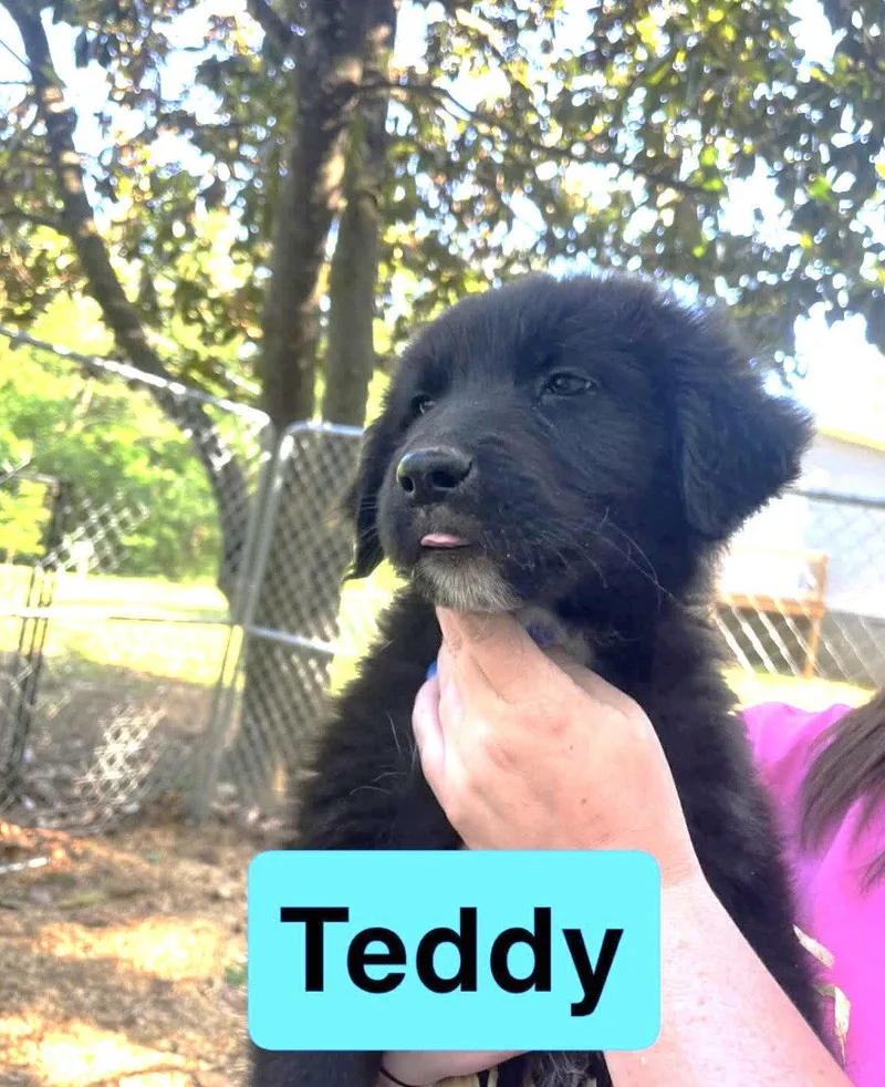 Teddy Eb In Ms thumbnail 3