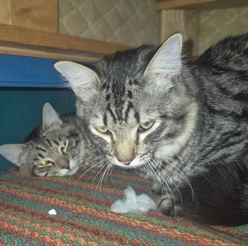 A young medium-sized male Gray & White Tabby cat named Sun And Moon for adoption in Anthem, AZ