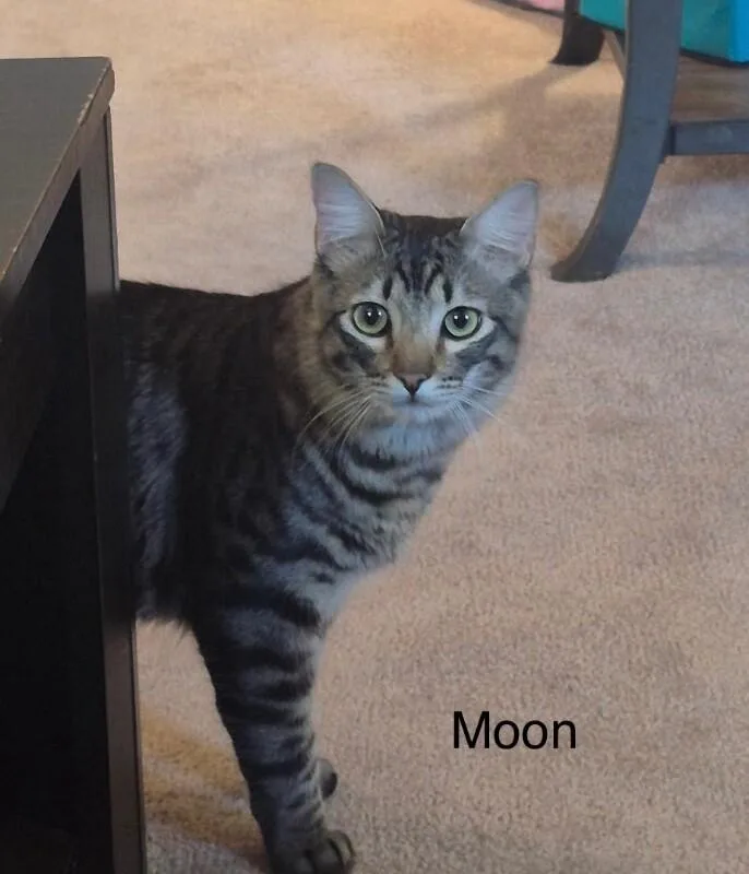 Sun And Moon  thumbnail 2