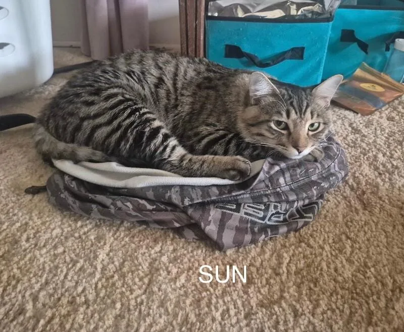 Sun And Moon  thumbnail 3