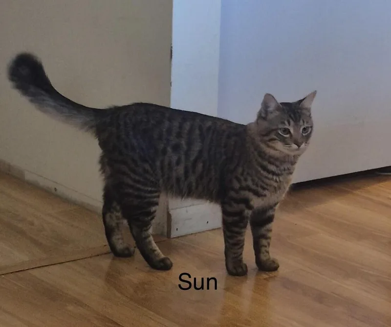 Sun And Moon  thumbnail 4