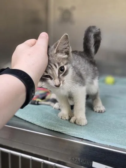 A baby small-sized female Domestic Short Hair cat named Thumbelina for adoption in Westland, MI