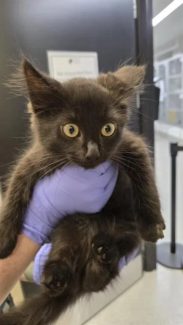 A baby small-sized female Domestic Short Hair cat named Kaya for adoption in Omaha, NE