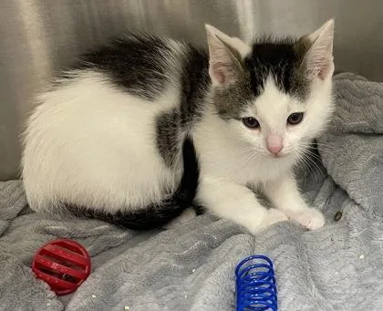 A baby small-sized male Domestic Short Hair cat named Flounder for adoption in Westland, MI