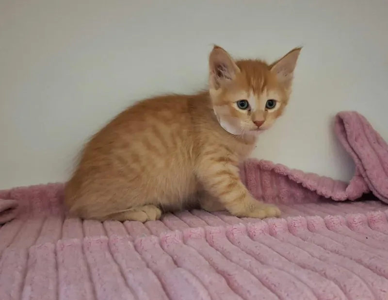 A baby medium-sized male Orange / Red Domestic Short Hair cat named Toulouse for adoption in Rockwall, TX
