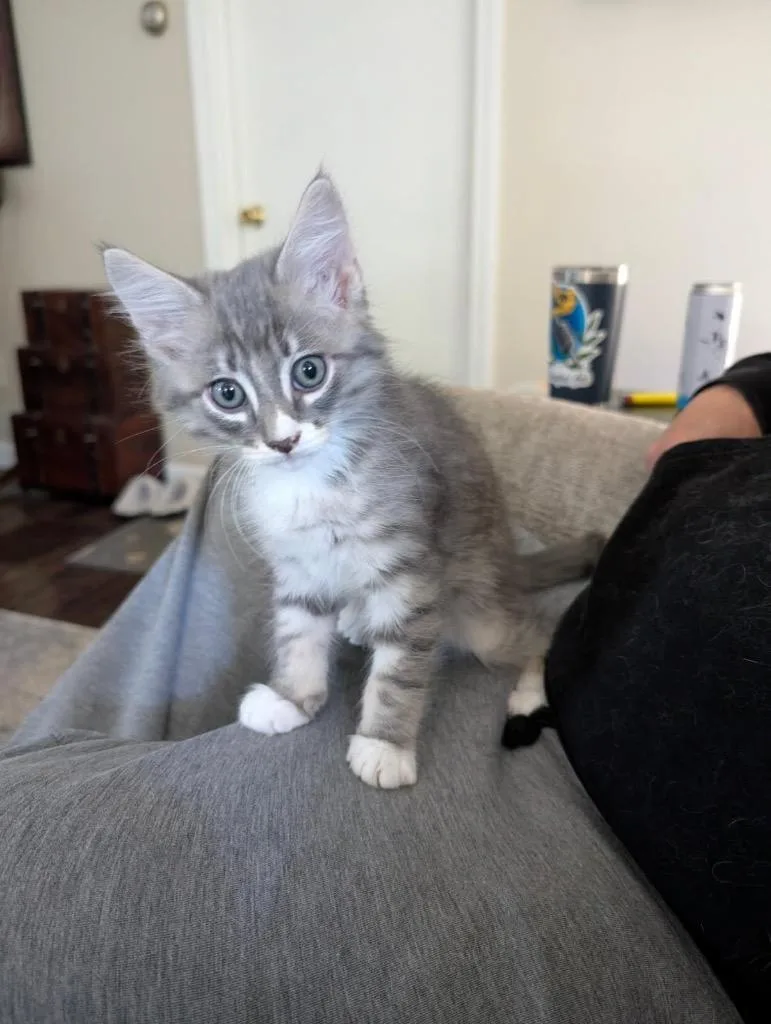 A baby small-sized male Domestic Long Hair cat named Percy Aka Storm for adoption in Gorham, ME