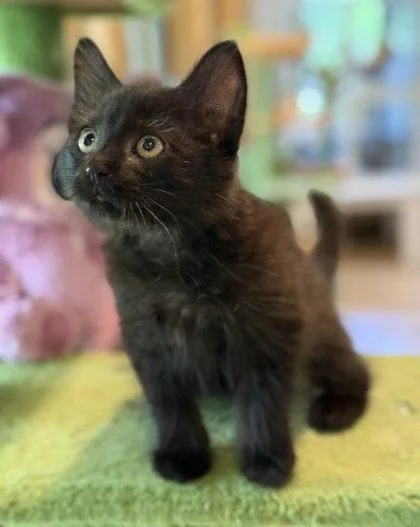 A young small-sized male Black Domestic Medium Hair cat named Vladimir for adoption in Midland, VA