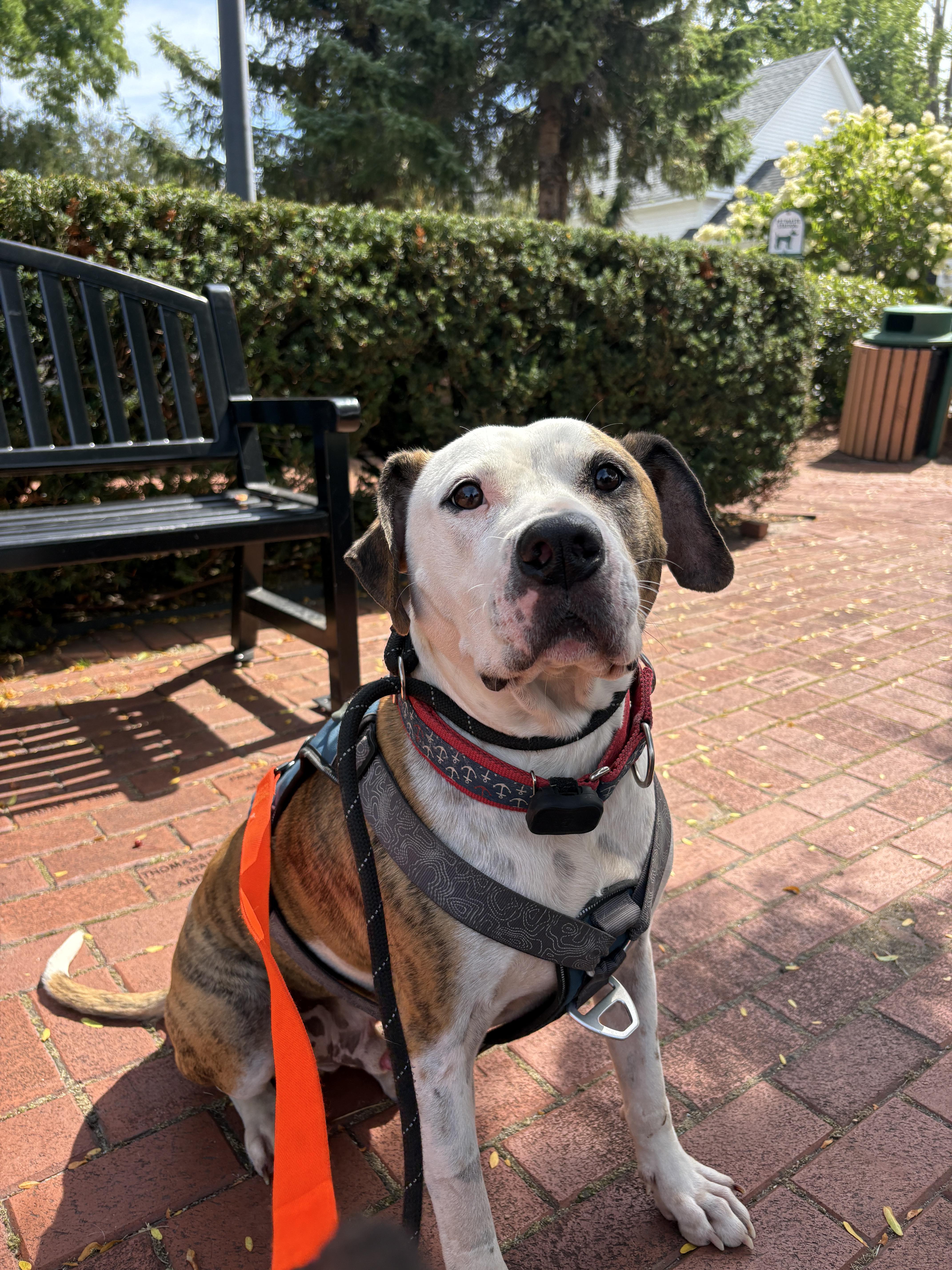 An adult large-sized male American Bulldog dog named Boston for adoption in New Boston, NH