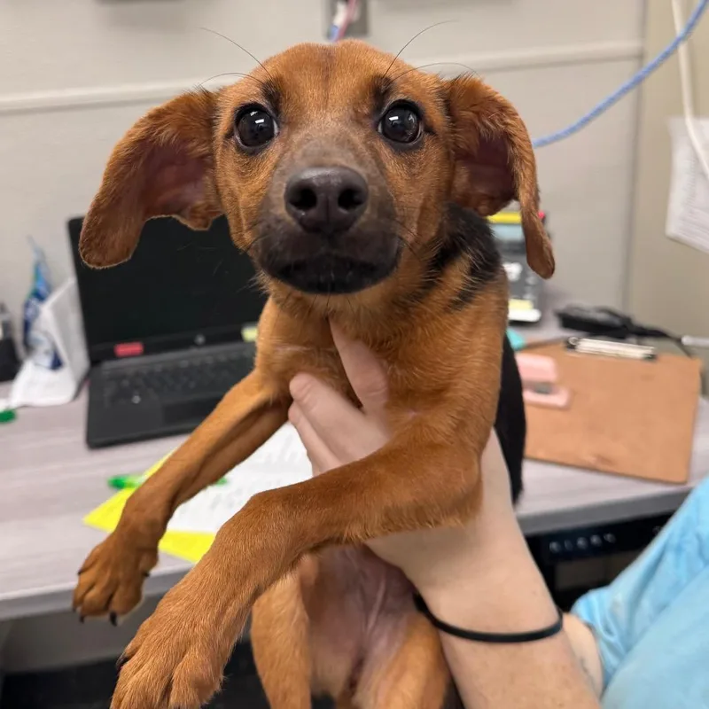 A young small-sized female Black Mixed Breed dog named Fluffy Marshmallow Pants for adoption in Columbiana, AL