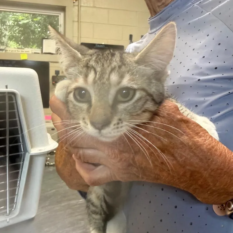 A baby small-sized female Buff / Tan / Fawn Domestic Short Hair cat named Sandy for adoption in Columbus, NC