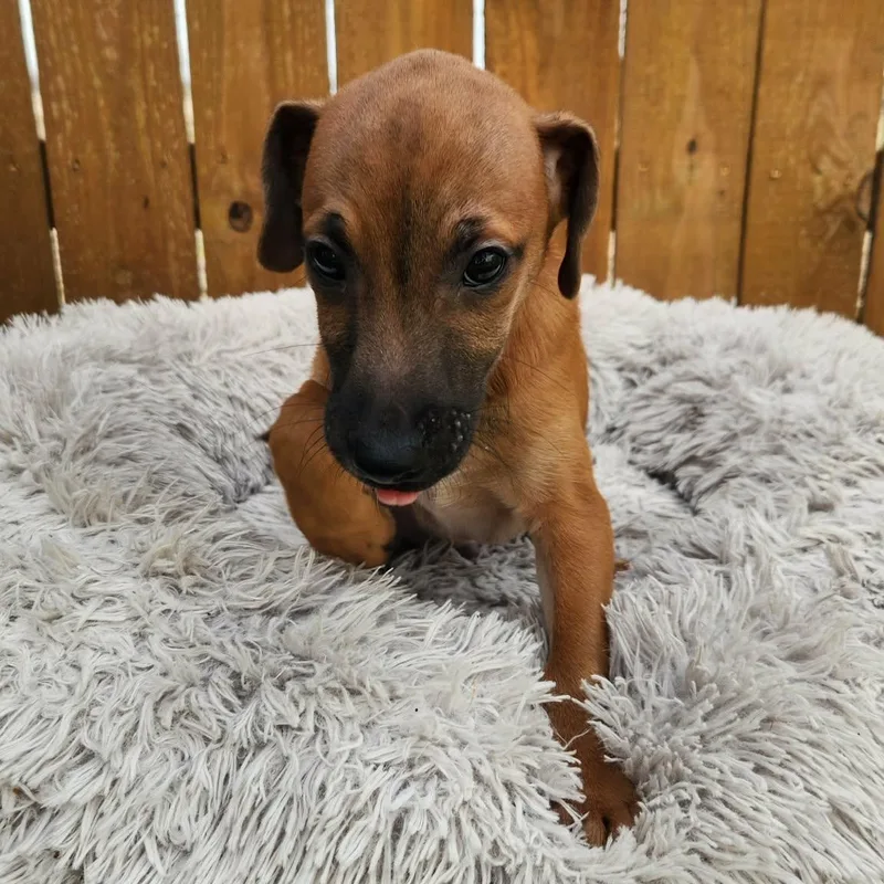 Snickers Ka thumbnail 3