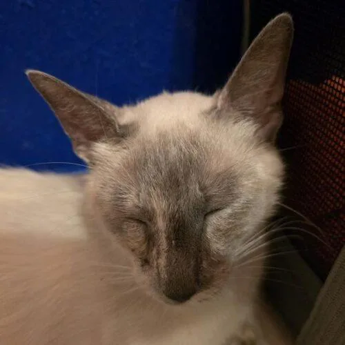 A young medium-sized female Siamese cat named Shiro for adoption in Tampa, FL