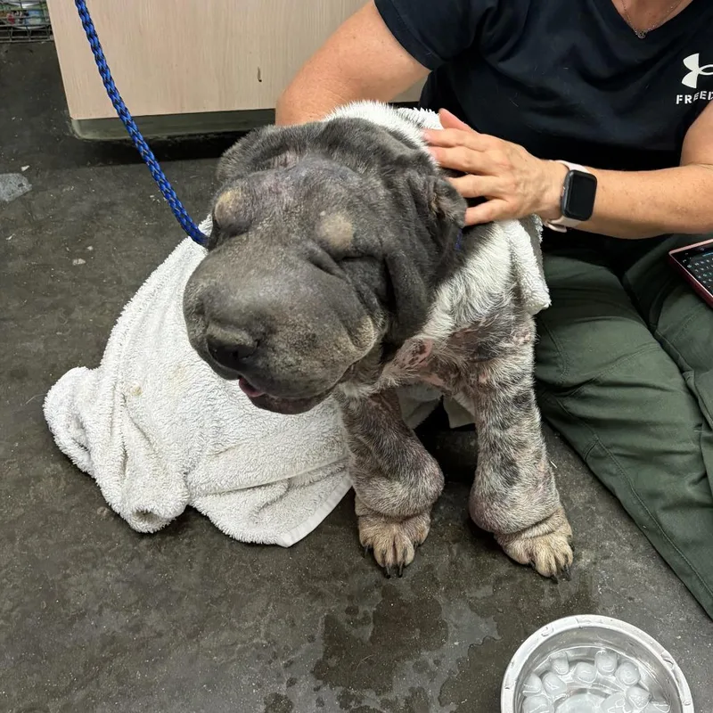 A senior medium-sized female White / Cream Shar-Pei dog named Mia for adoption in Evensville, TN