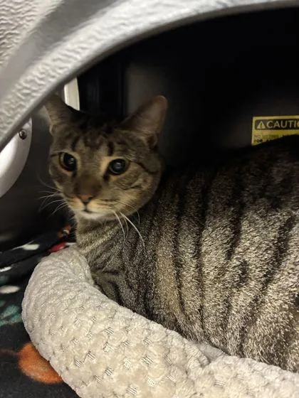 An adult medium-sized female Domestic Short Hair cat named Paulina for adoption in Shawano, WI