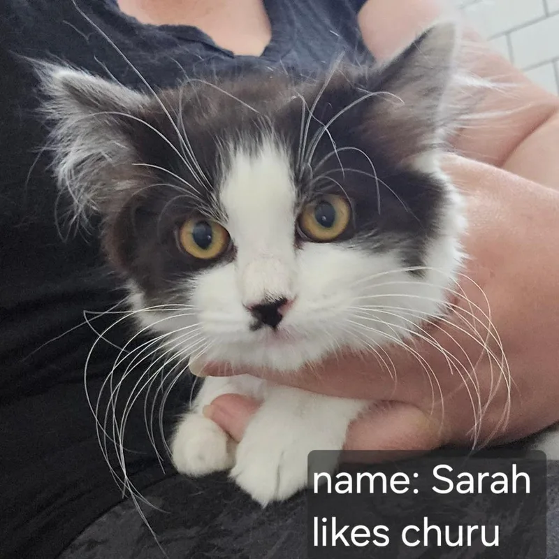 Sarah Orr thumbnail 2
