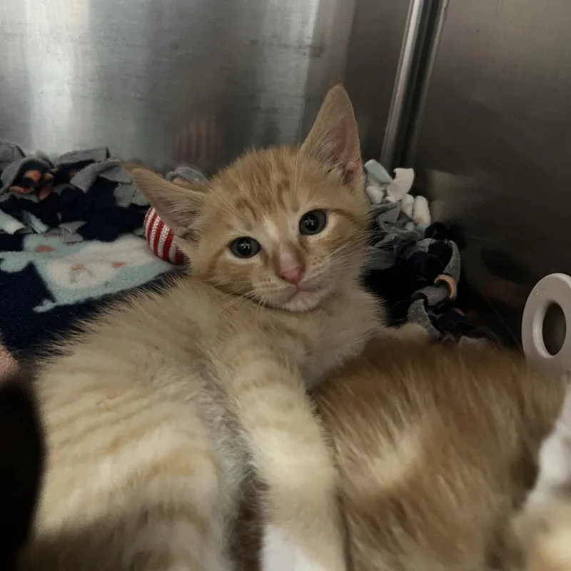 A baby small-sized male Orange / Red Domestic Short Hair cat named Lemon for adoption in Pensacola, FL