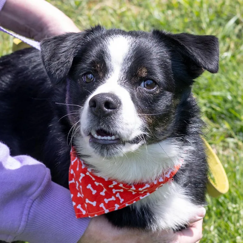 Graham  Male  thumbnail 2