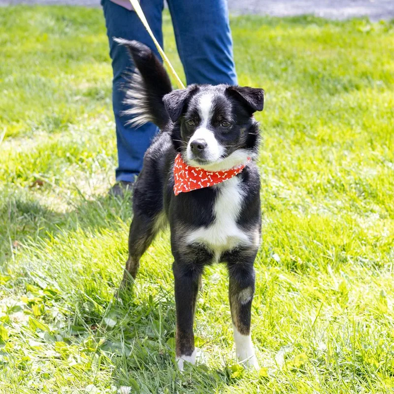 Graham  Male  thumbnail 5