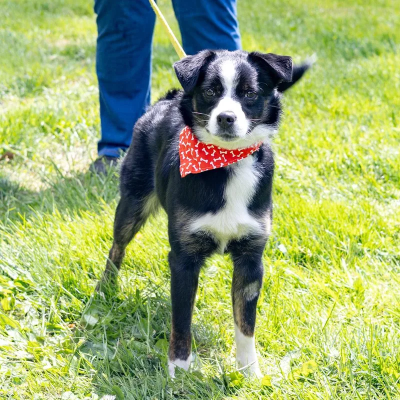 A young medium-sized male Black Border Collie dog named Graham  Male  for adoption in West Grove, PA