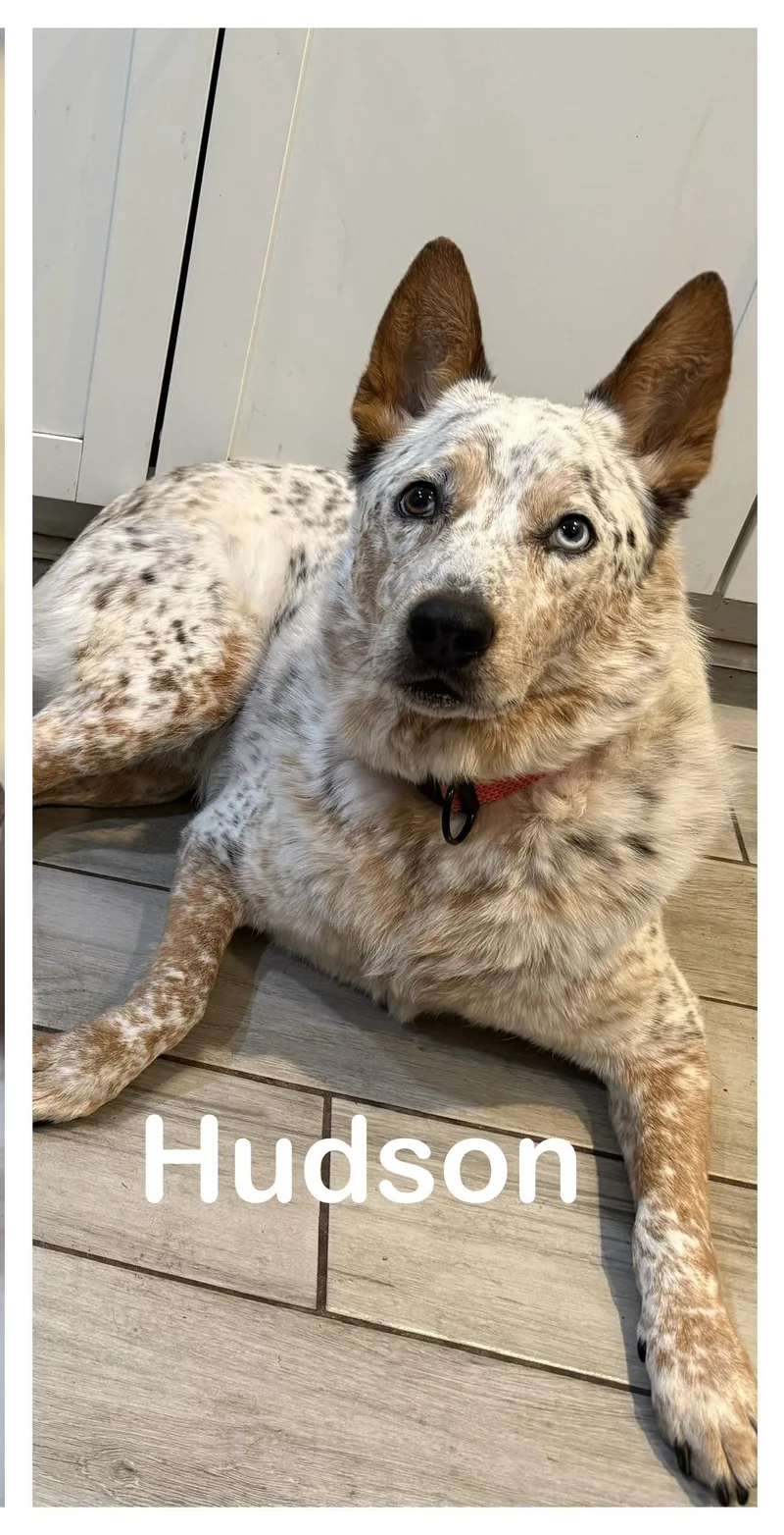 Hudson thumbnail 2