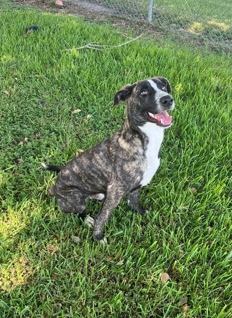 A young medium-sized male Brindle Plott Hound dog named Sherlock for adoption in Friendswood, TX