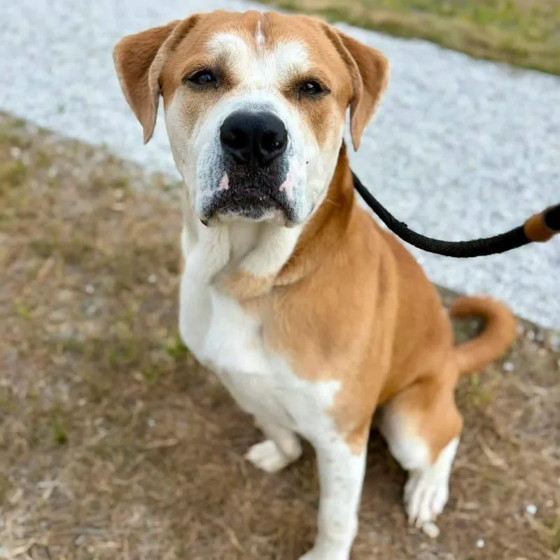 An adult large-sized male Yellow / Tan / Blond / Fawn Mastiff dog named Kang for adoption in Mooresville, IN