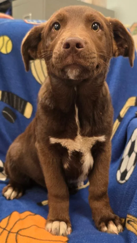 A baby large-sized male Labrador Retriever dog named Canyon for adoption in Murphysboro, IL